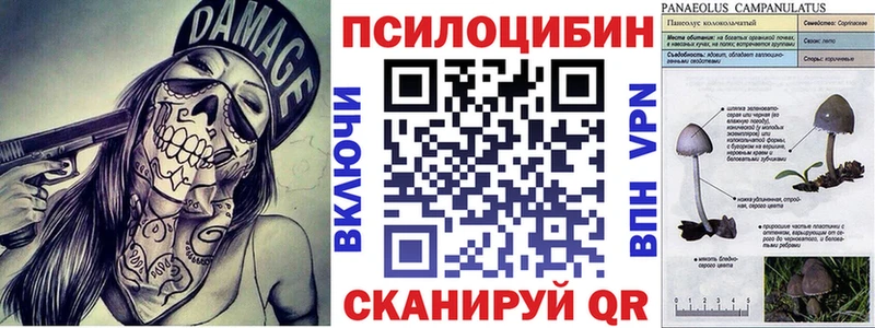 Галлюциногенные грибы Psilocybine cubensis  Луховицы 